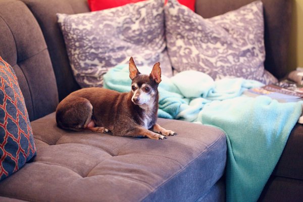 How to Set Up a Temperature-Controlled Zone for a Senior Chihuahua?